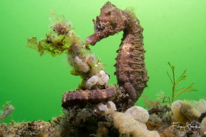 Short-snouted seahorse (Hippocampus hippocampus), Zeeland... by Filip Staes 